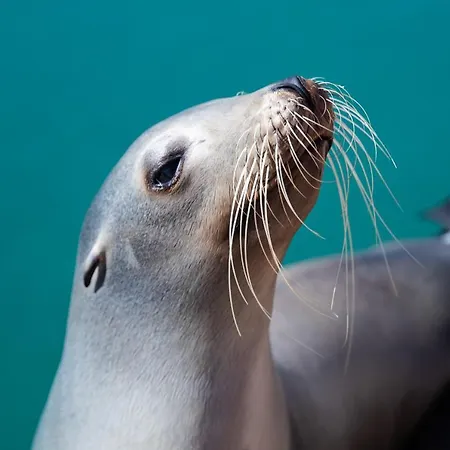 Daire Casa Torres 209 *